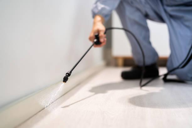 Licensed Ant Control service in Hallettsville, TX - Show Me Pest Control